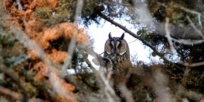 Tuz Gölü'nün kulaklı orman baykuşları doğal ortamında görüntülendi