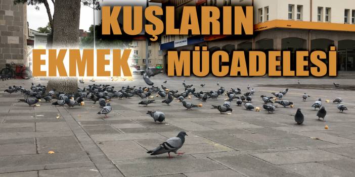 Kuşların Tarihi Meydandaki Ekmek Mücadelesi Güzel Görüntü Oluşturdu