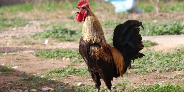 Öterken bayılan Denizli horozu için otomobil teklif edildi