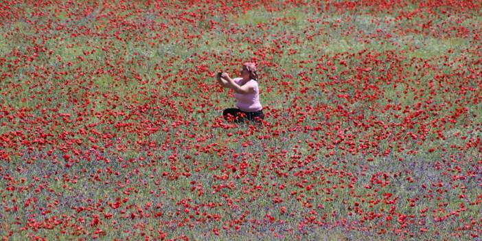 Konya'da gelincik tarlalarındaki görsel şölen fotoğraf karelerine yansıdı
