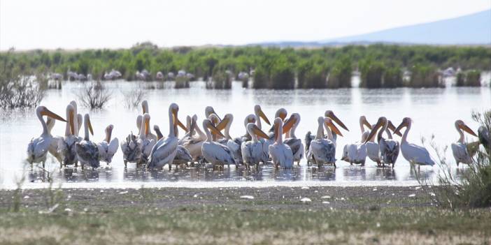 Akgöl sazlıkları flamingolarla ayrı bir güzelliğe büründü