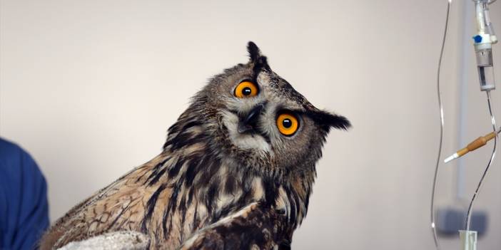 Konya'da avcıların vurduğu, uçma yetisini kaybeden puhu kuşuna özel bakım