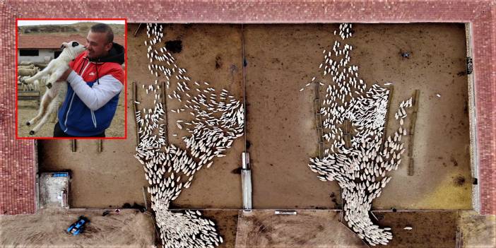 Yüzlerce kuzu anneleriyle böyle buluştu! Yanağımdan öper misin?