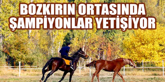 Bozkırın ortasında şampiyon atlar yetişiyor