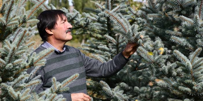 Konya'da yaşayan profesör, amcasından yadigar mavi ladinlere sahip çıkıyor