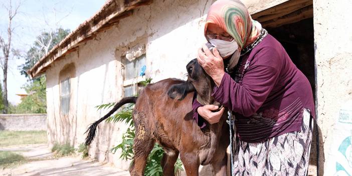 Konya’da çalınan buzağısına kavuşan Hatice teyze, uzun süre sarılıp öptü: Kuzum sen neredeydin!