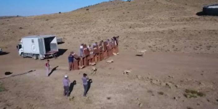 Anadolu yaban koyunları doğayla buluşmaya devam ediyor