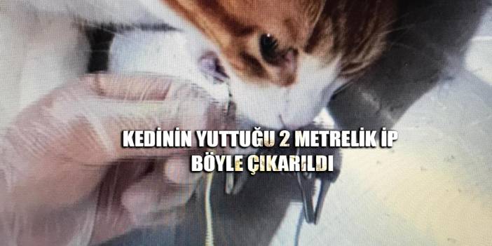 Kedinin yuttuğu 2 metrelik ip böyle çıkartıldı