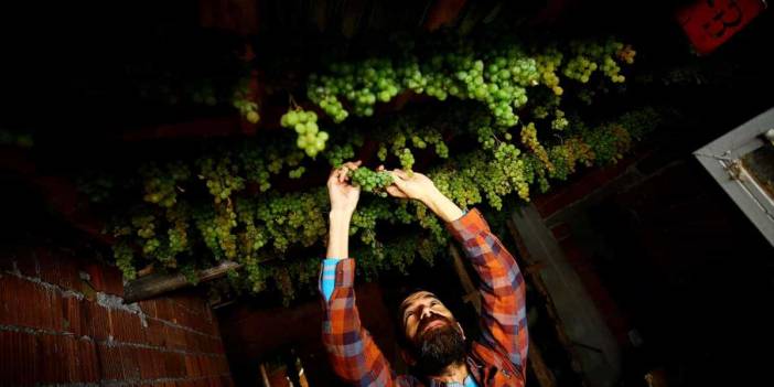 Toroslar'ın zümrüdü: Yeşil gök üzüm