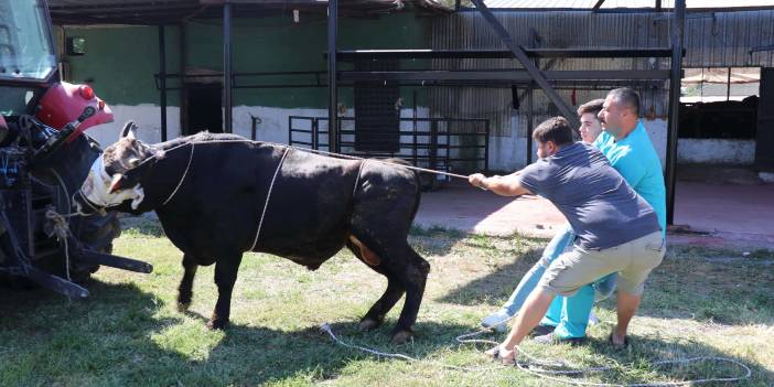 Hayvan pazarlarından Kurban Bayramı manzaraları