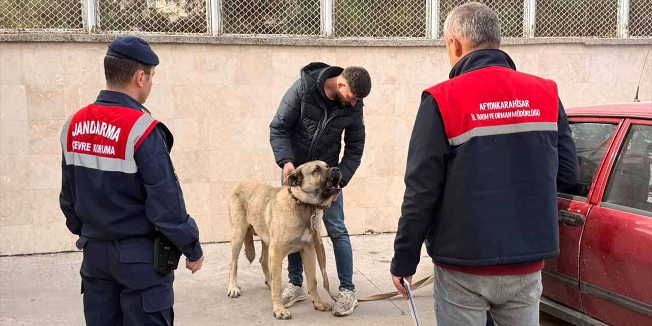 Köpek dövüştüren 12 kişi suçüstü yakalandı