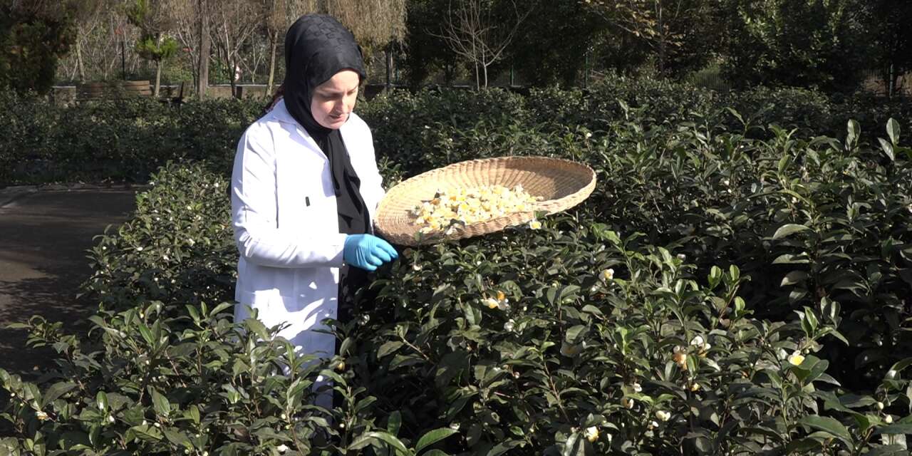 Bu çayın kilosu 6 bin TL’den satılıyor