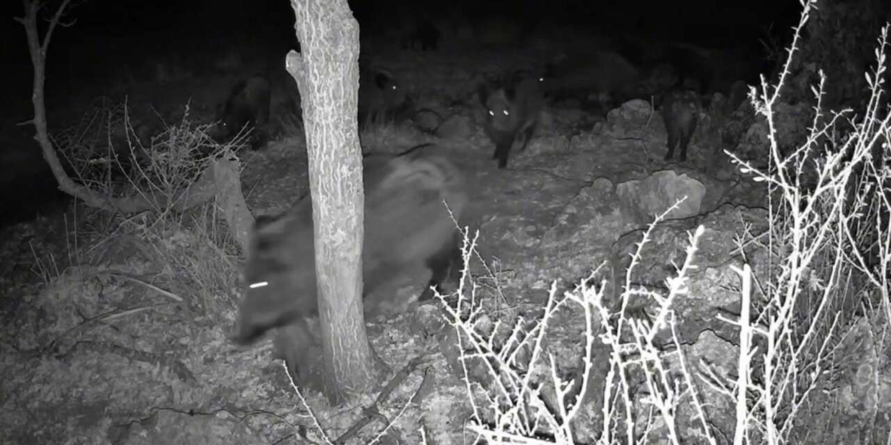 Konya’da fotokapana yansıyan ilginç görüntü