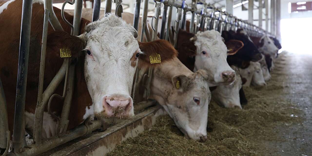Şap hastalığı Konyalı besicileri de vurdu
