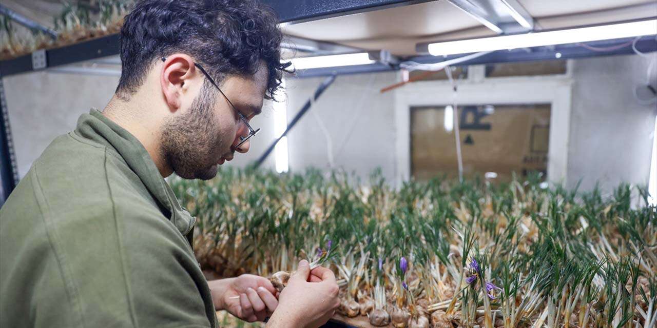 Konya’da topraksız üretimle asgari ücretin 4 katı fazlasını kazanıyor
