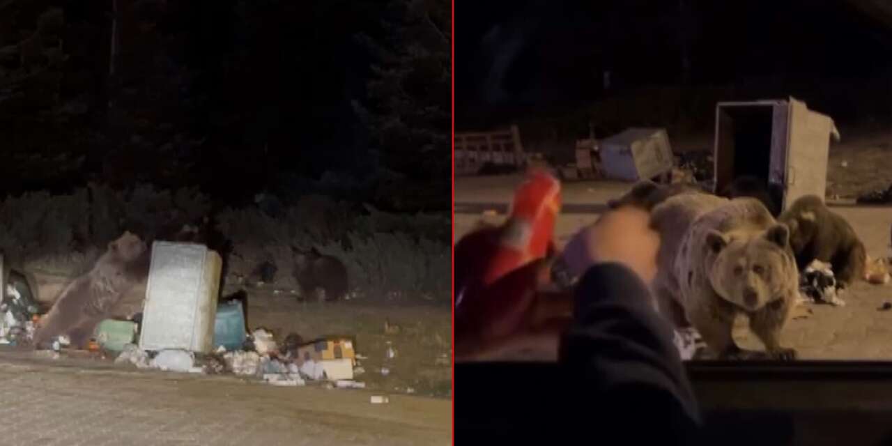 Ayıyı eliyle beslemek istedi, olanlar oldu! Görüntüler kameraya yansıdı