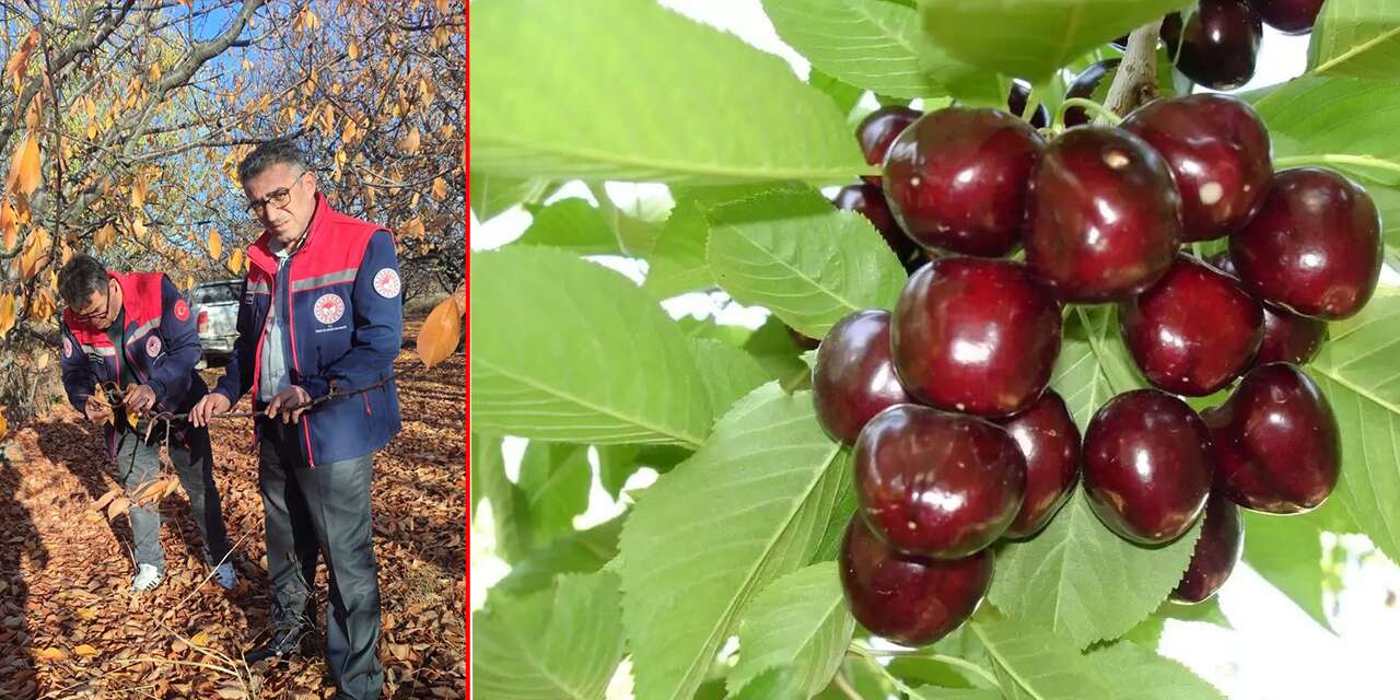 Konya’nın kırmızı altınında kritik dönem