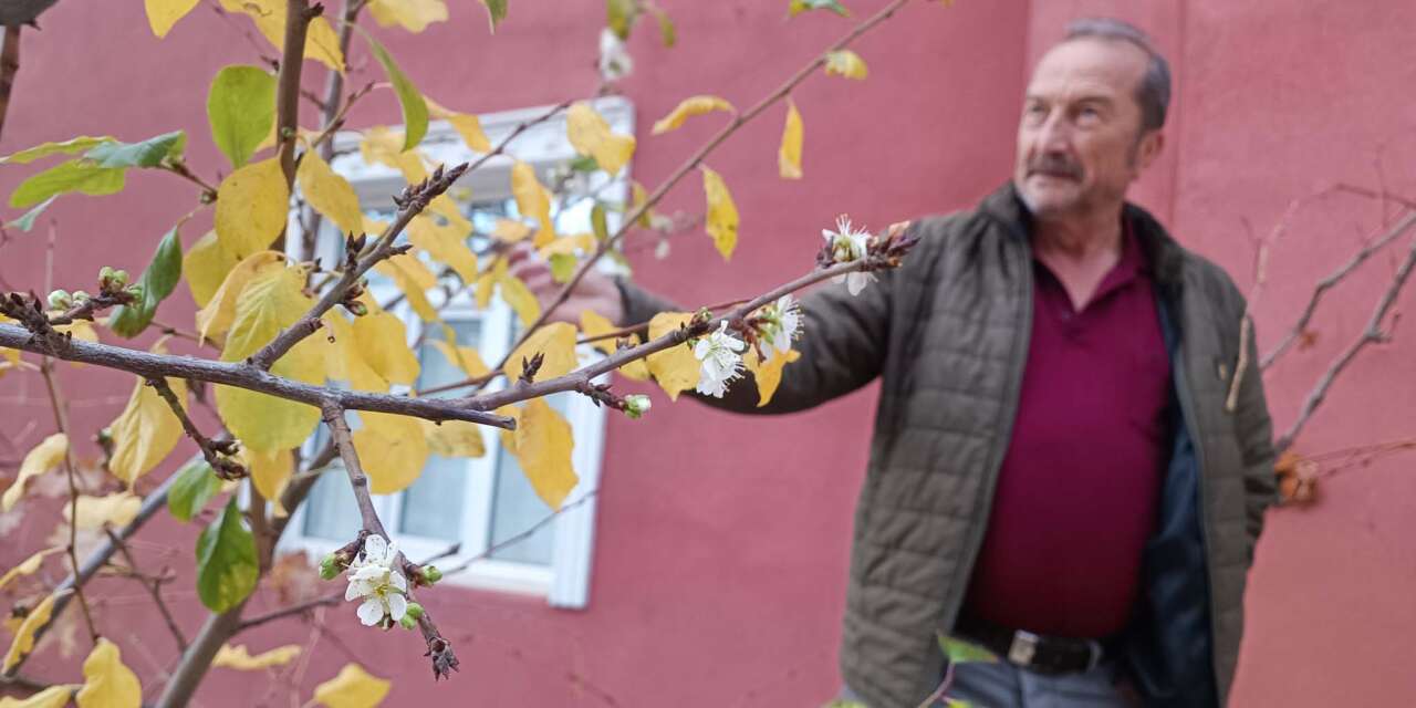 Konya’da şaşırtan görüntü! Erik ağacı kasım sonunda çiçek açtı
