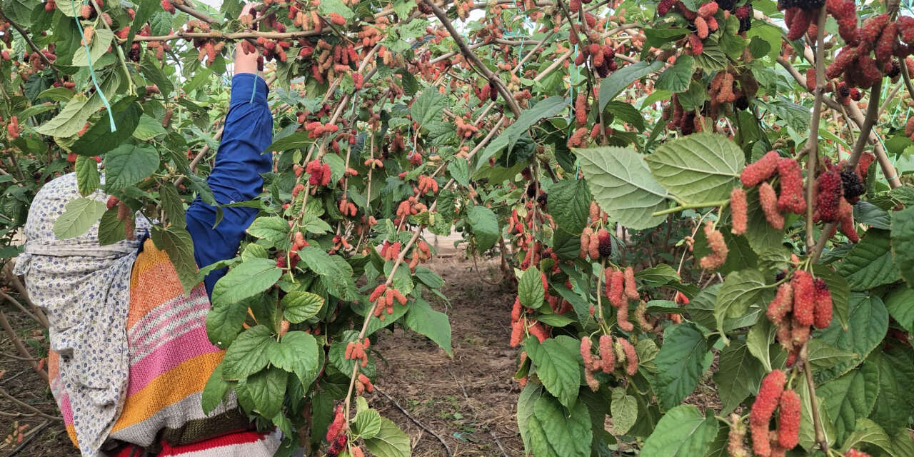 Hasat başladı, çoğunu Arap ülkeleri yiyecek