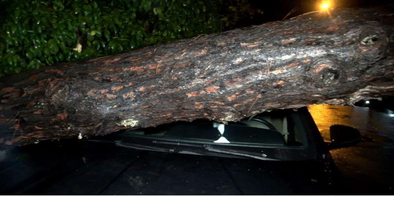 10 metrelik ağaç kuvvetli yağışa dayanamadı! 2 binada hasar var