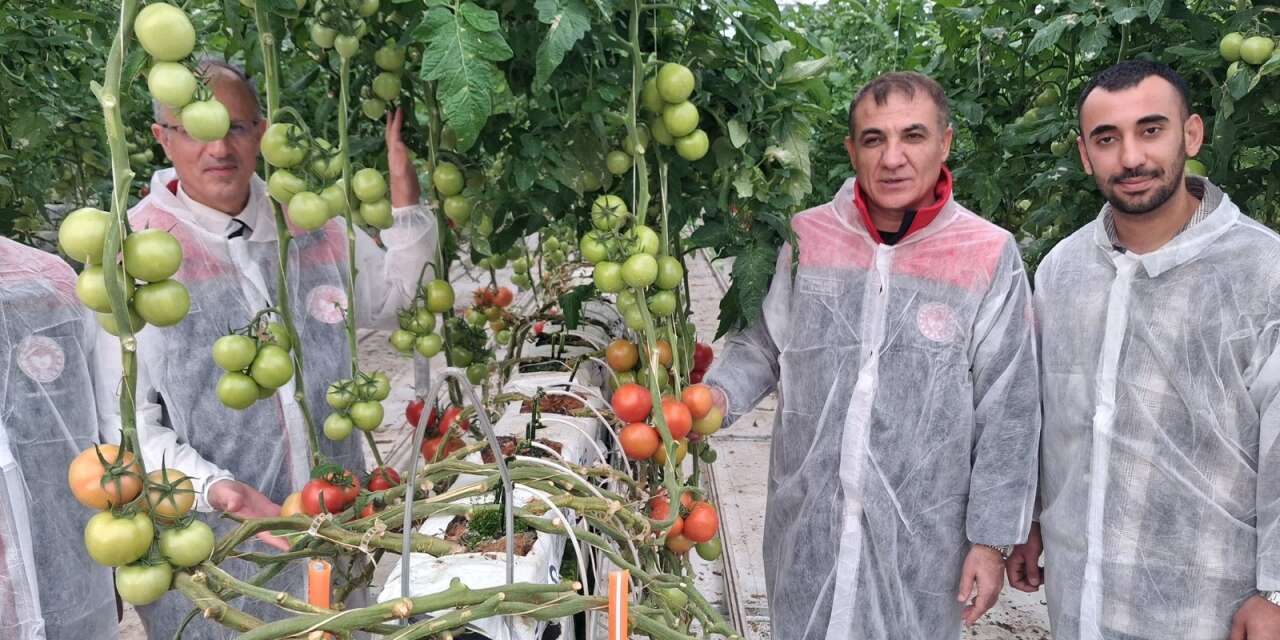 Kuraklığın vurduğu Konya’da topraksız tarım atağı