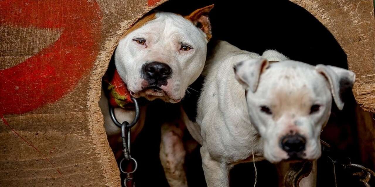 Pazar dönüşü 2 kardeşe pitbull dehşeti! Yüzlerini bakılmayacak hale getirdi