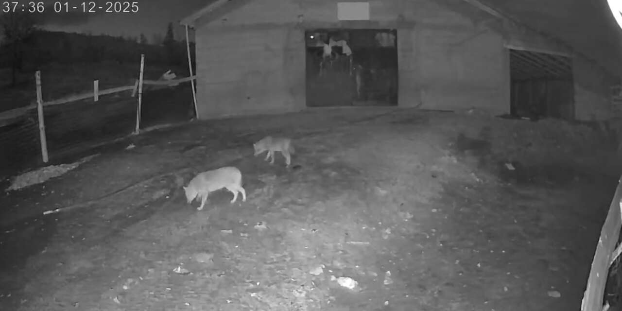 Konya’da aç kalan kurt ve çakal sürüsü köye indi! O anlar kamerada