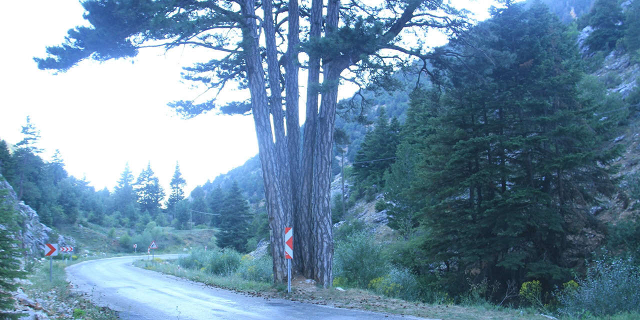 Konya’nın bir kökten doğan beş dallı efsanesi