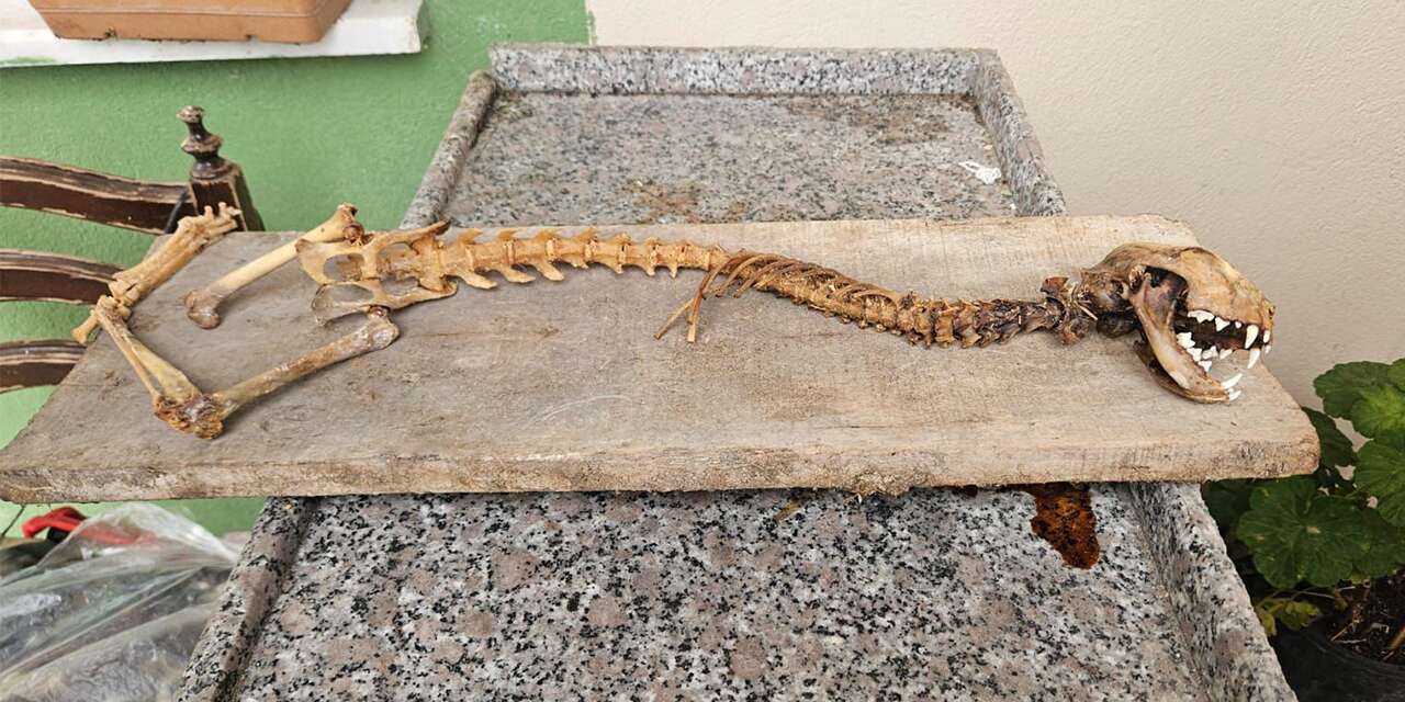 Ahırda bulduğu iskeleti görünce ekiplere haber verdi! “İlk kez böyle bir şey gördüm”