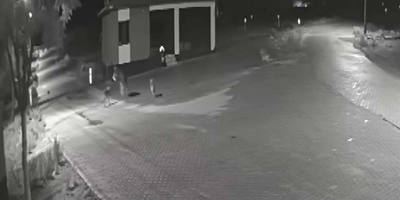 Konya’da mahalleye inen aç kurtlar dehşet saçtı! Sokak ortasında parçalandı