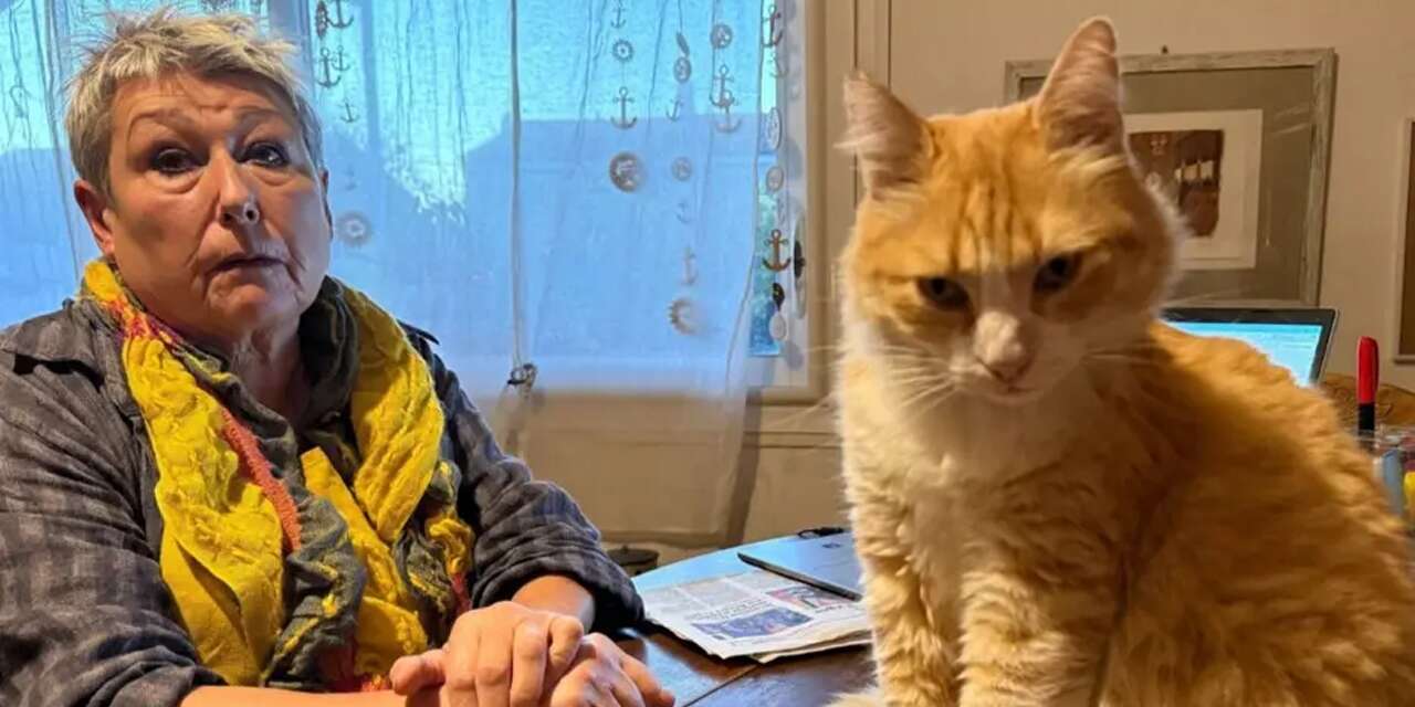 Dünyada bir ilk! Ev hapsi alan bu sefer insan değil kedi