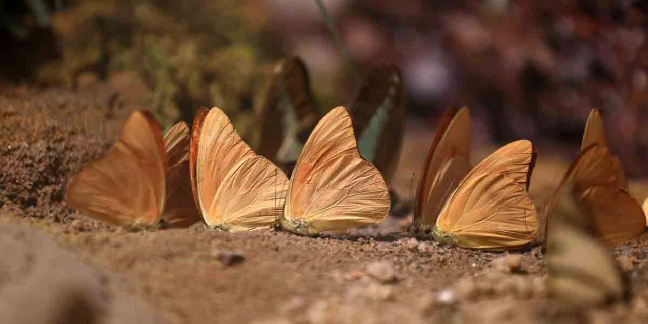 Şebi Arus için gelenler Konya’nın ünlü mekanında huzur bulacak