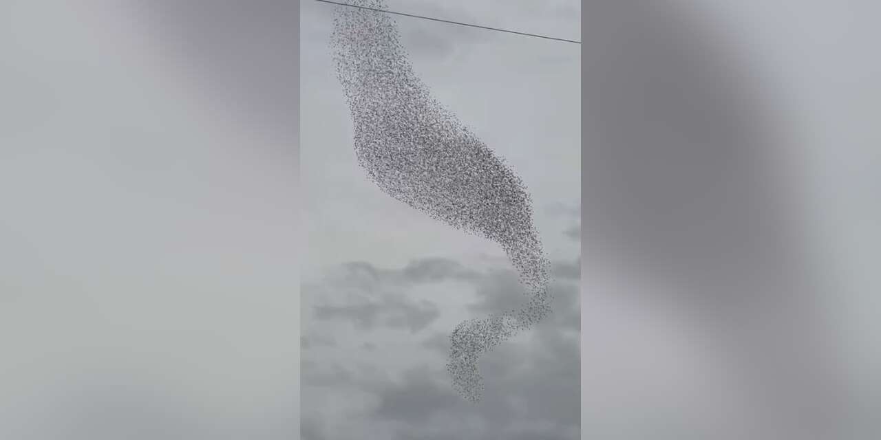 Konya semalarında görsel şölen