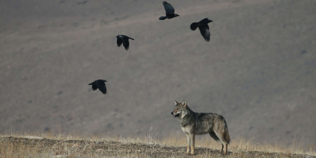 Yiyecek bulamayan kurt ilçeye indi