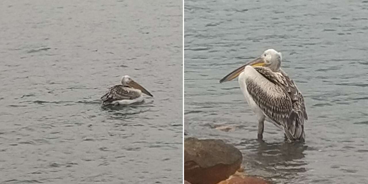 Konya’da nadir görülen misafir vatandaşların ilgisini çekti