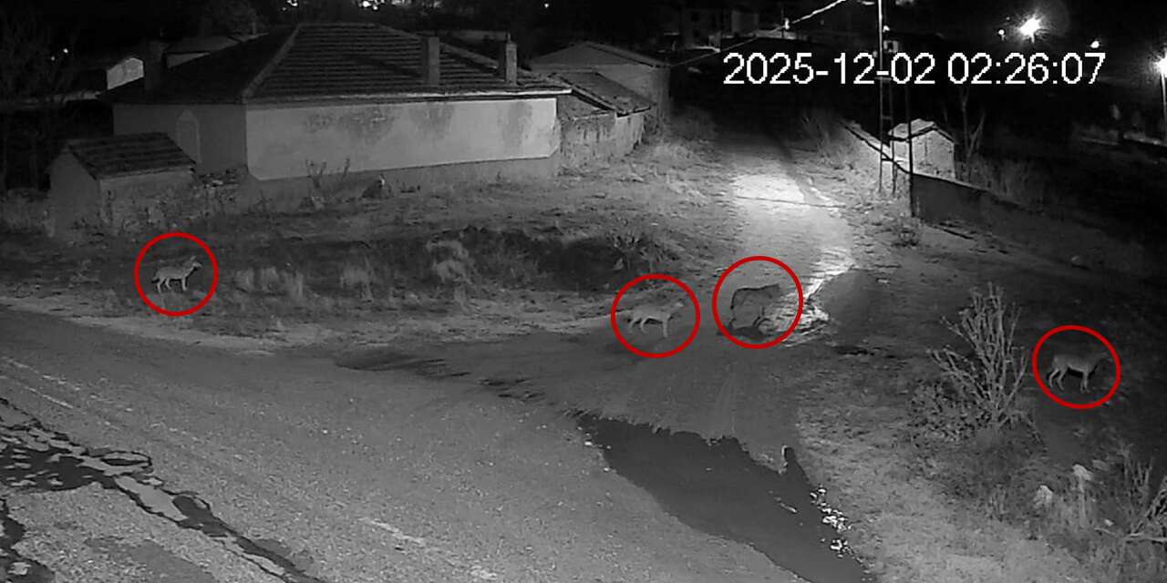 Konya’da korku dolu anlar! Aç kalan kurt sürüsü meydana indi