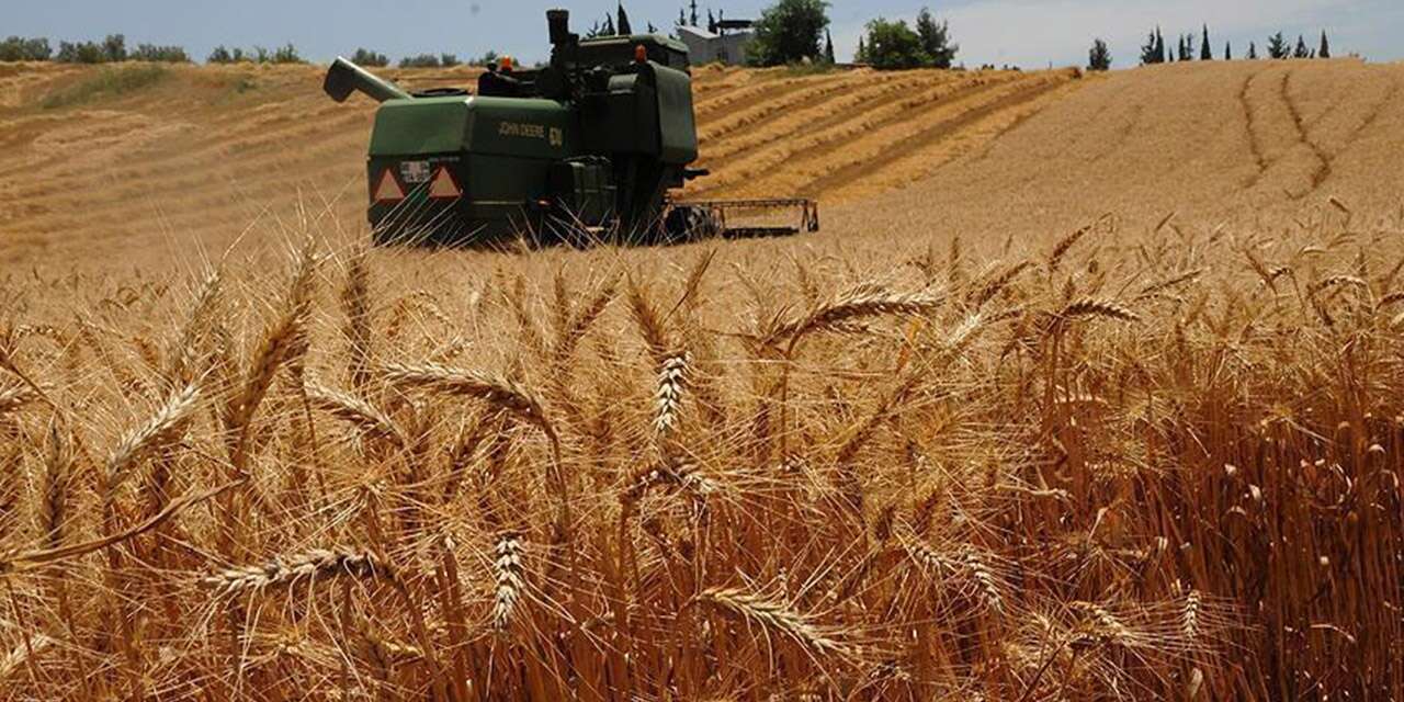 Konya’daki kuraklık buğday üretimini de vurdu
