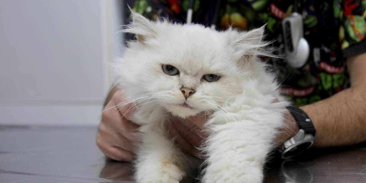 Türkiye'de ve dünyadaki ilk vaka örneği! Cinsel organı farklı yerde