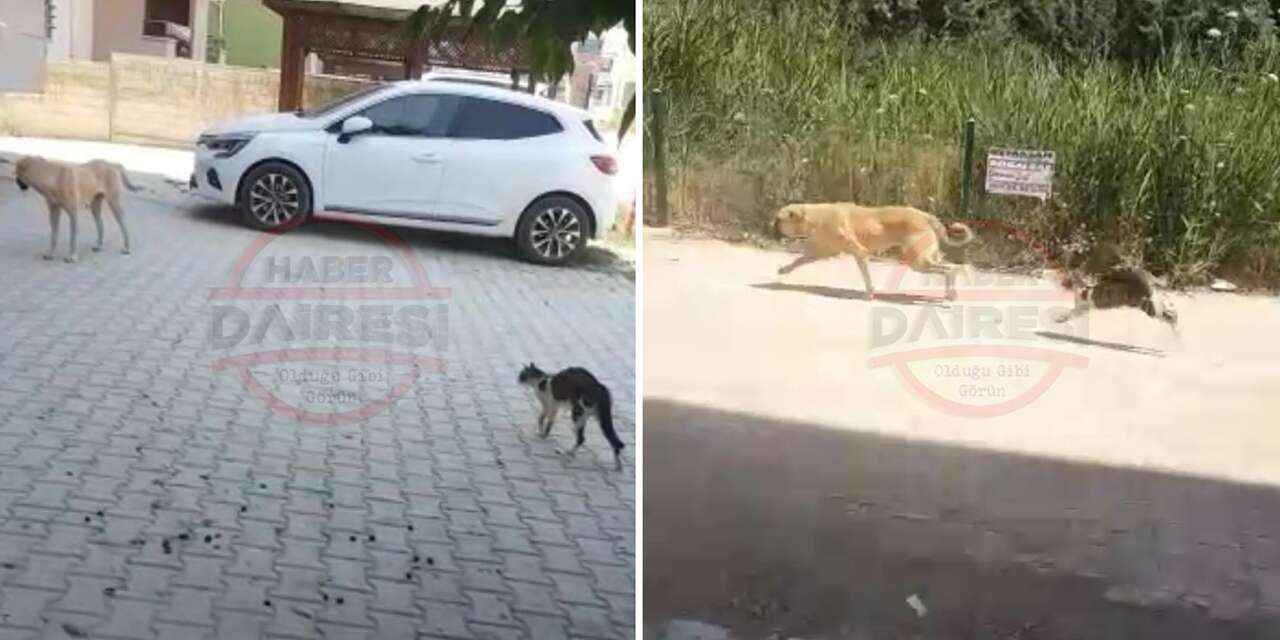 Konya’da apartmanın “güvenlikçisi” kedi görenleri şaşkına çeviriyor
