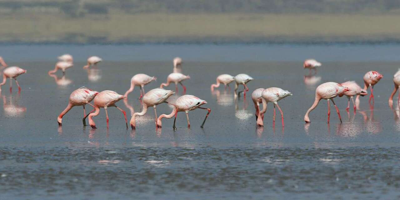 Konya’nın flamingo cennetinden acı haber! Bu manzaralar tarih oldu