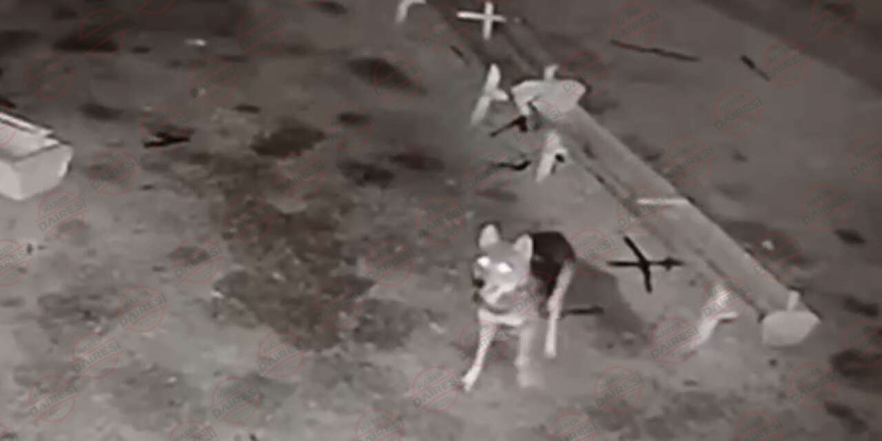 Konya’da ağıla giren kurt koyunları telef etti, köpek hazıra kondu