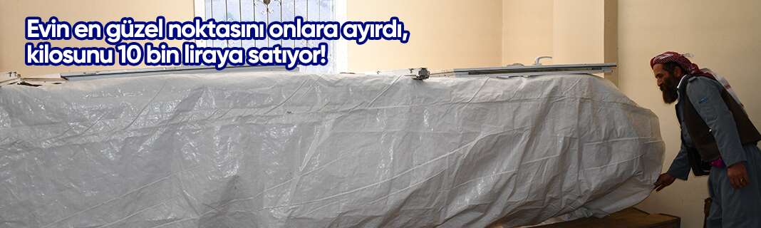 Evin en güzel noktasını onlara ayırdı, kilosunu 10 bin liraya satıyor