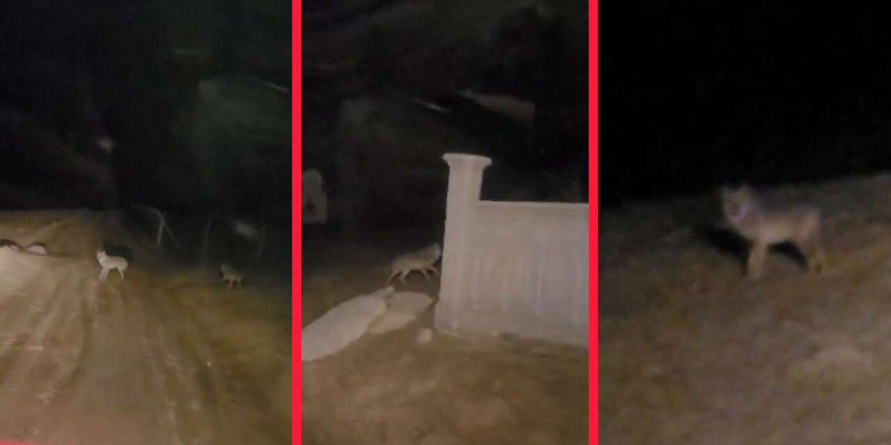 Konya’da muhtar traktöre binip kurt kovaladı