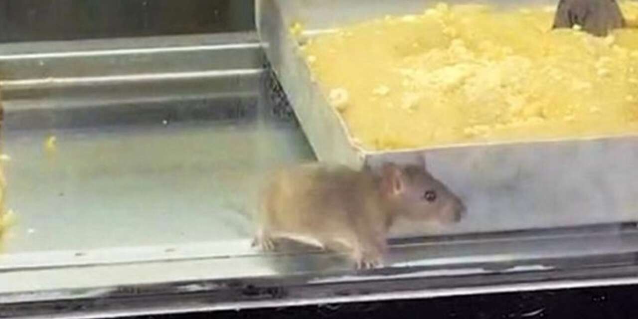 Börekçide mide bulandıran görüntü! Fare tezgahta cirit attı