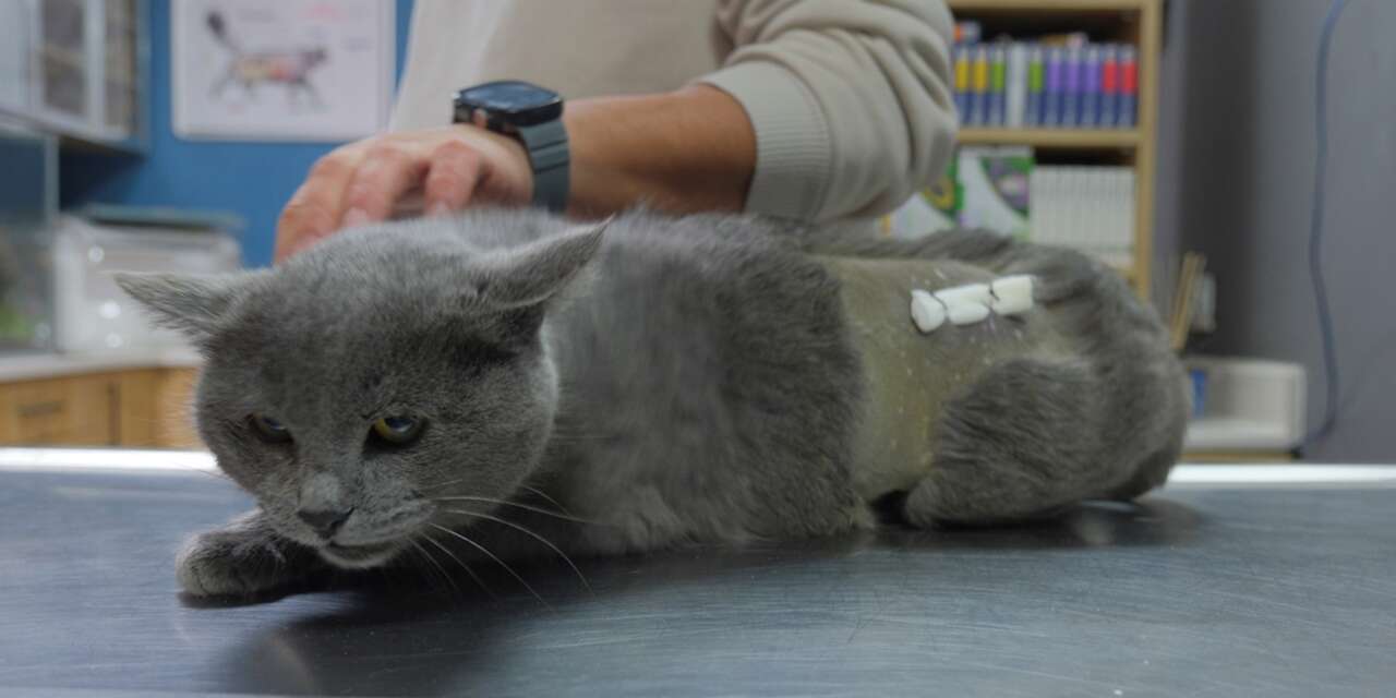 İştahsız kedisini veterinere götürdü, hayatının şokunu yaşadı