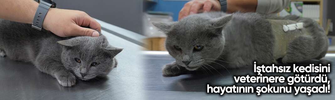 İştahsız kedisini veterinere götürdü, hayatının şokunu yaşadı