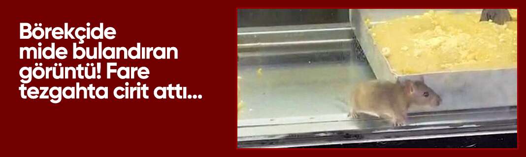 Börekçide mide bulandıran görüntü! Fare tezgahta cirit attı