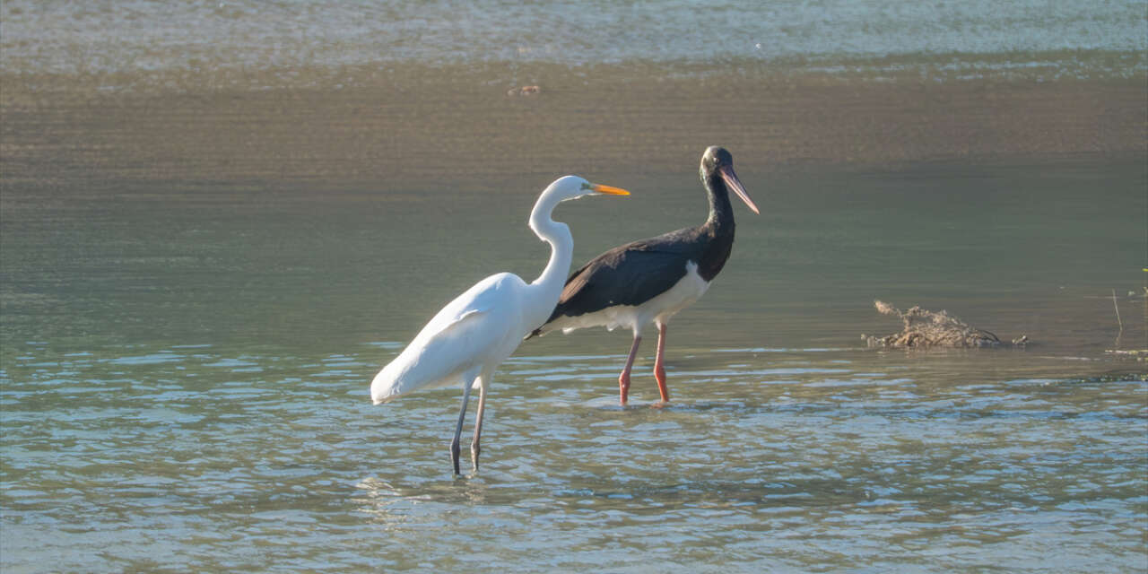 Nadir görülen kara leylek Belemedik’te objektiflere takıldı