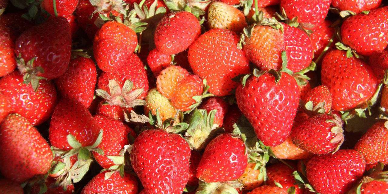 Konya’nın kırmızı altını kışa meydan okuyor! Sezon uzadı, hasat devam ediyor