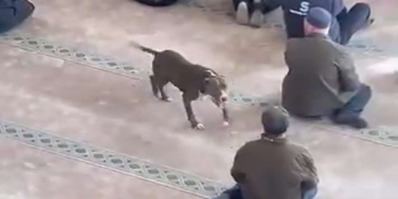 Cuma namazı öncesi camiye pitbull girdi